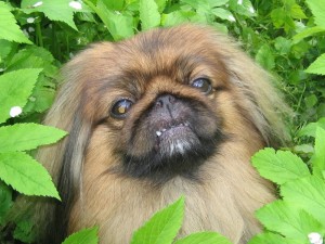 Create meme: the Pekingese breed, dog Pekingese, Pekingese