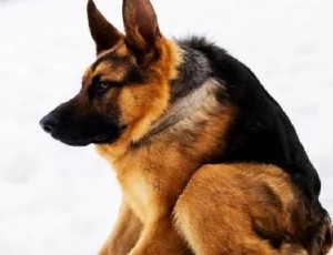 Create meme: German shepherd puppy, shepherd Quasimodo, shepherd