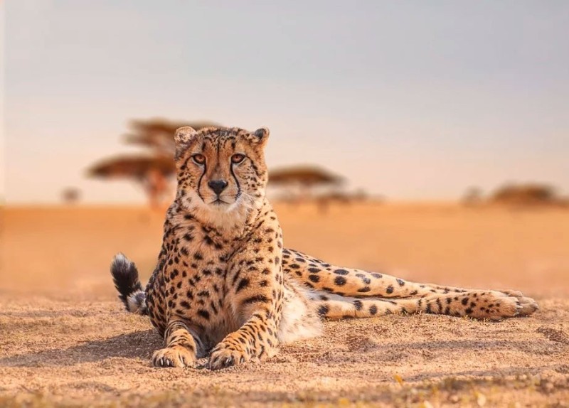 Create meme: Cheetah , saharan cheetah, animal cheetah