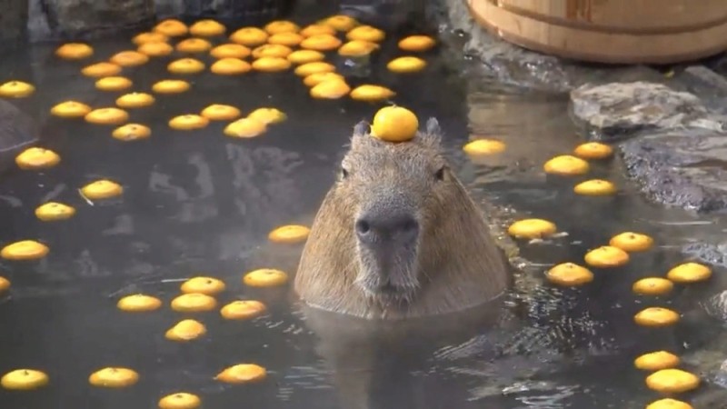 Create meme: capybara, a capybara with oranges on its head, capybara in the water