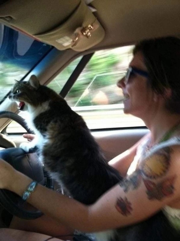 Create meme: cat in the car , The cat driving the meme, funny animals 