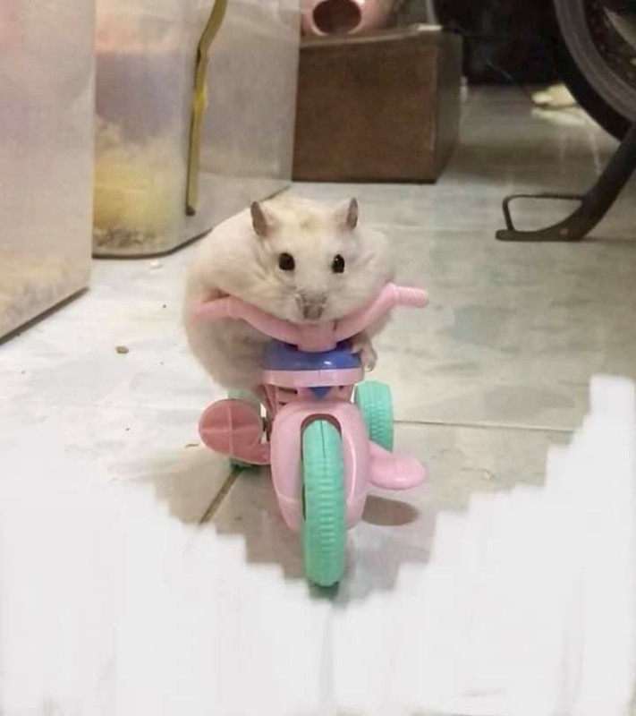 Create meme: hamster funny, hamster , hamsters memes