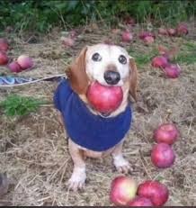 Create meme: dog with apples, funny dog, A dog with apples in his mouth