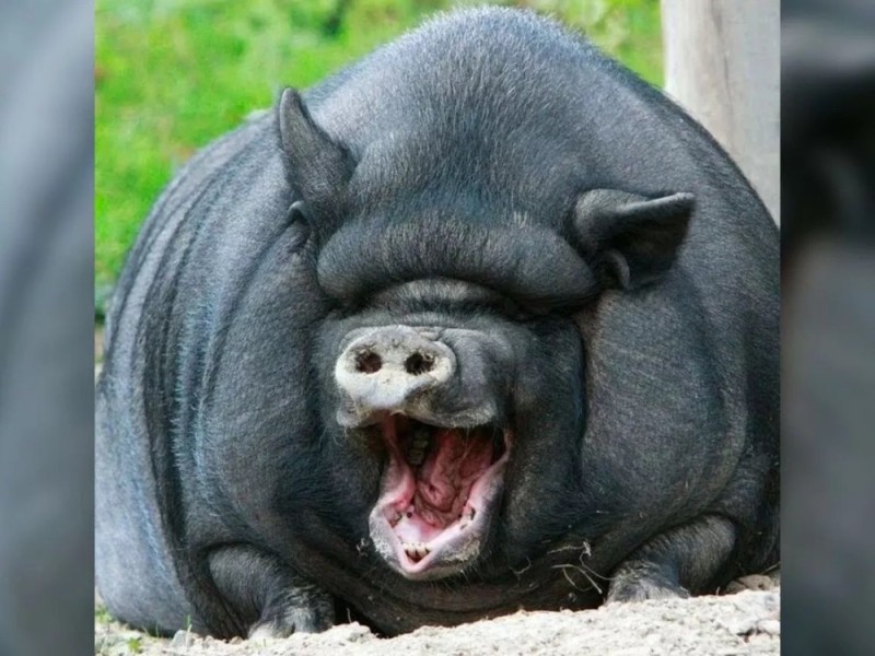 Создать мем: свинья, вьетнамская вислобрюхая свинья, большая свинья