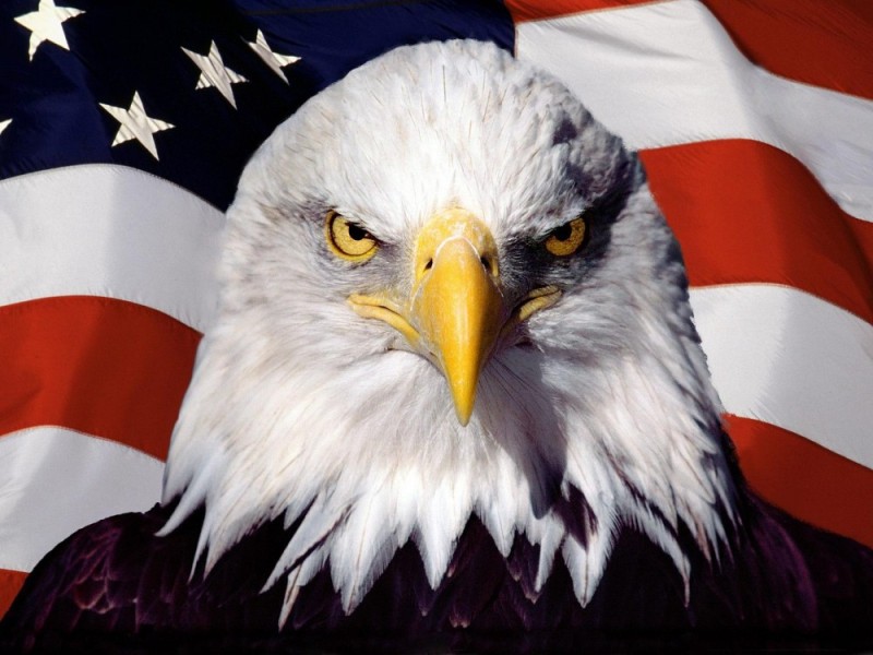 Create meme: bald eagle, American eagle , American bald eagle