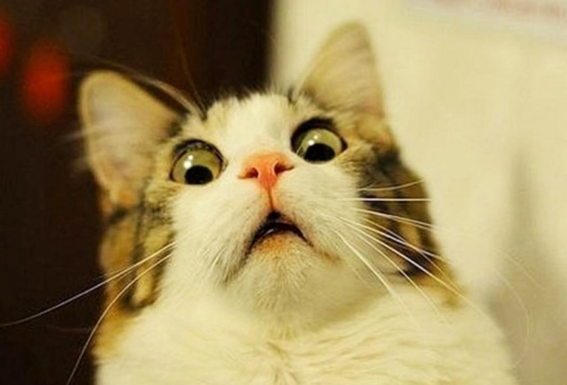 Create meme: awesome cat, cat in shock, the surprised cat meme