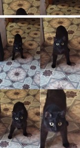Create meme: black cat, bombay cat, kitty 