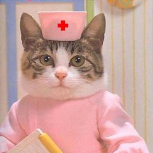 Create meme: the cat doctor, cat, cat