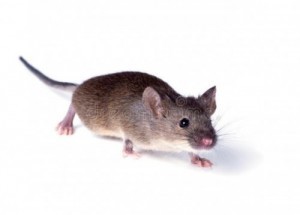 Create meme: field mouse, mouse rodent, mouse on a white background