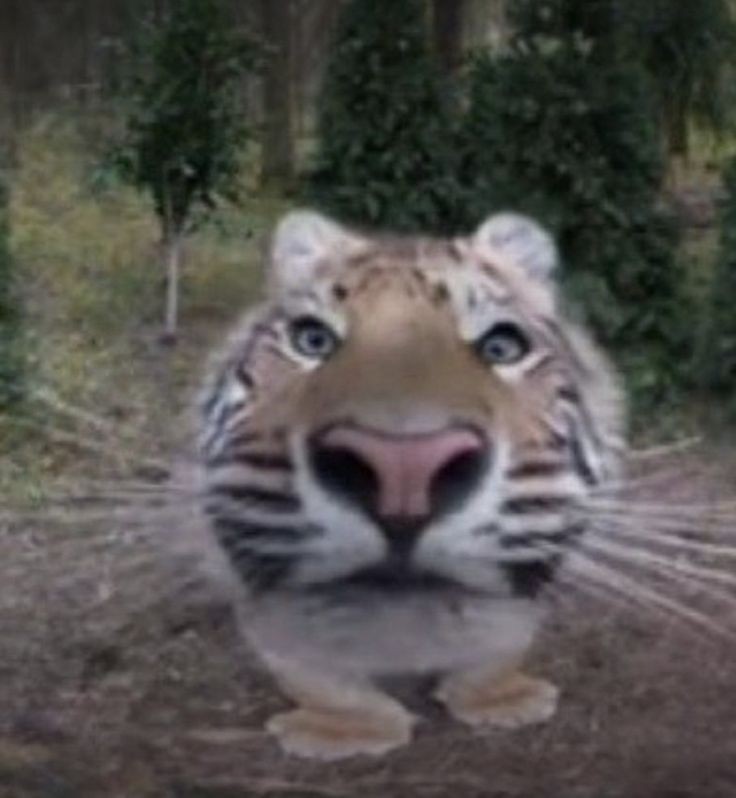 Create meme: tiger large, the tiger is funny, For the tiger