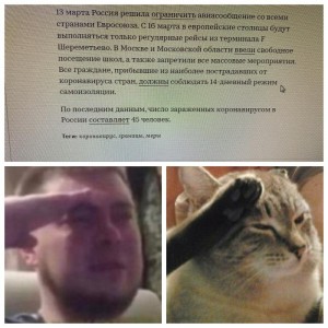Create meme: cat, press f to pay respect cat, press f to respect the cat