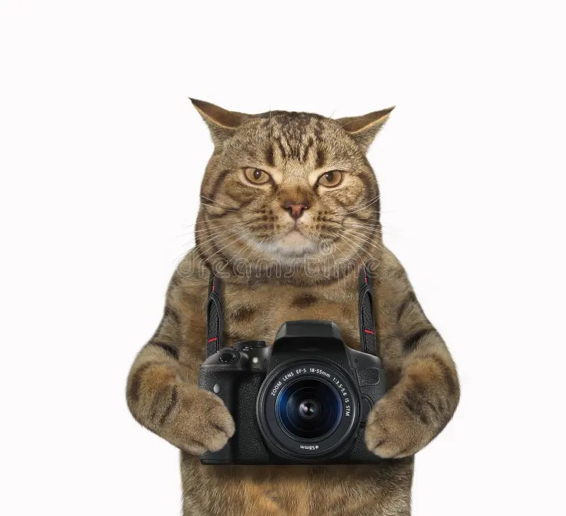 Create meme: cat with camera, The cat is holding the camera, cat with a camera