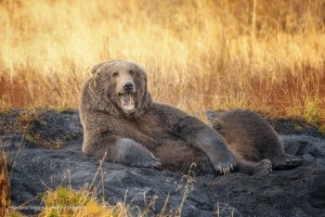 Создать мем: бурый медведь, довольный медведь, медведь медведь