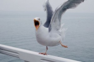 Создать мем: чайка менеджмент, мем чайка, seagull