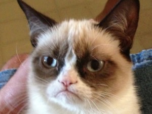 Создать мем: grumpy cat no, недовольный кот мем, grumpy cat улыбается