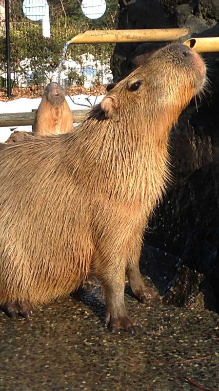 Create meme: the capybara , rodent capybara, wet capybara