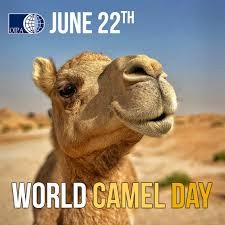 Create meme: camel , camel muzzle, The camel is funny