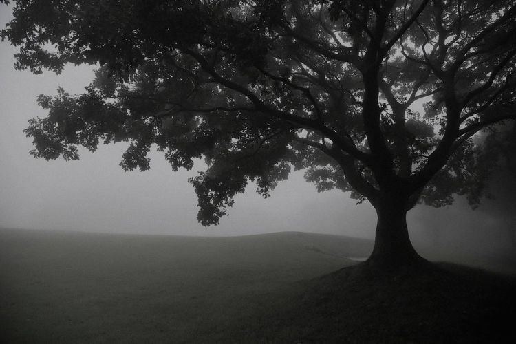 Create meme: oak in the fog, nature , nature fog