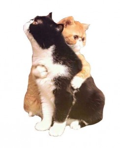 Create meme: cats kittens, cat, animals funny