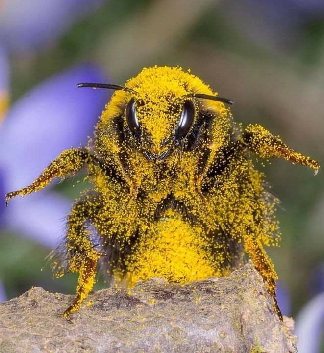 Create meme: bee with pollen, bee pollen (bee pollen), bumblebee bee