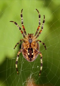 Create meme: Arachnida, spider, spider garden-spider