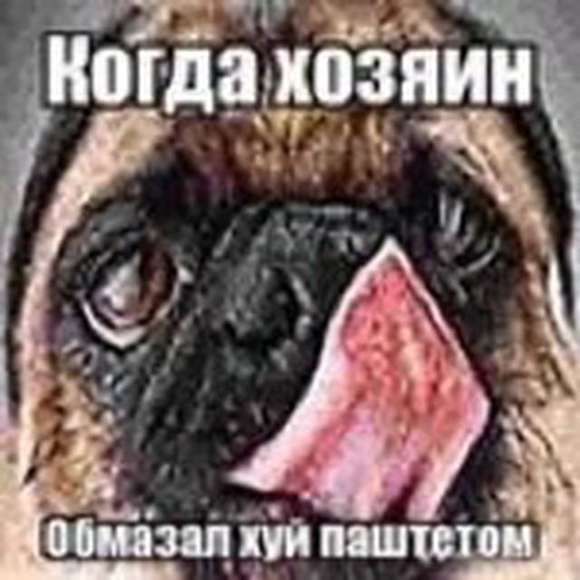 Create meme: pug meme, dog pug , A pug with its tongue hanging out