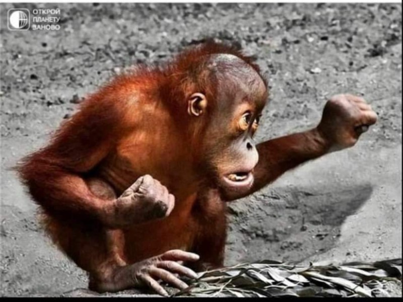 Create meme: orangutan monkey, funny monkey , little orangutan