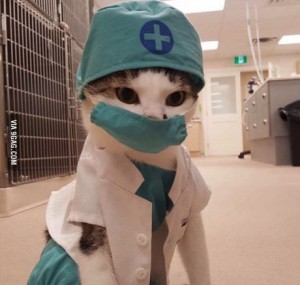 Create meme: cat meme, Dr. cat, doctor cat