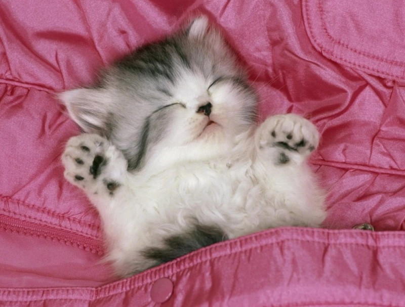 Create meme: sweet dreams kitten , cute kittens , sleeping kitten