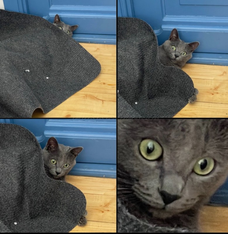 Create meme: the Russian blue cat, korat the cat, the cartesian cat chartreuse