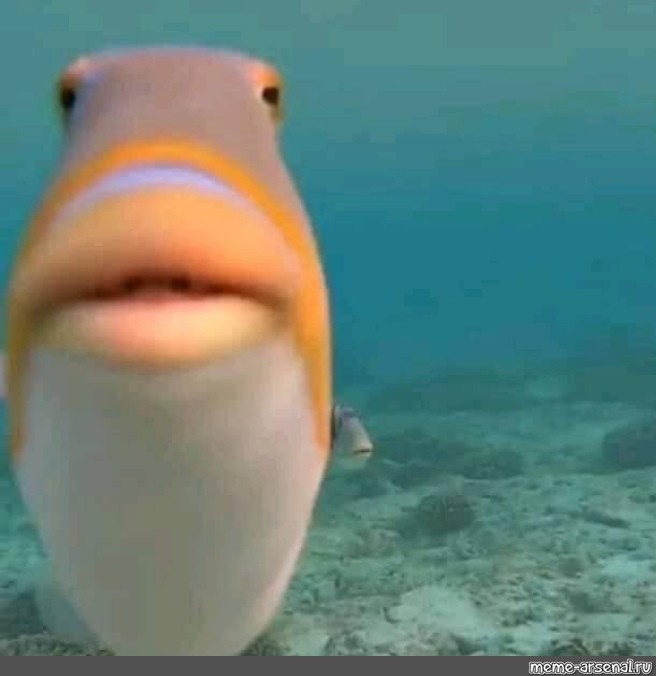 Create meme: meme fish, fish , fish 