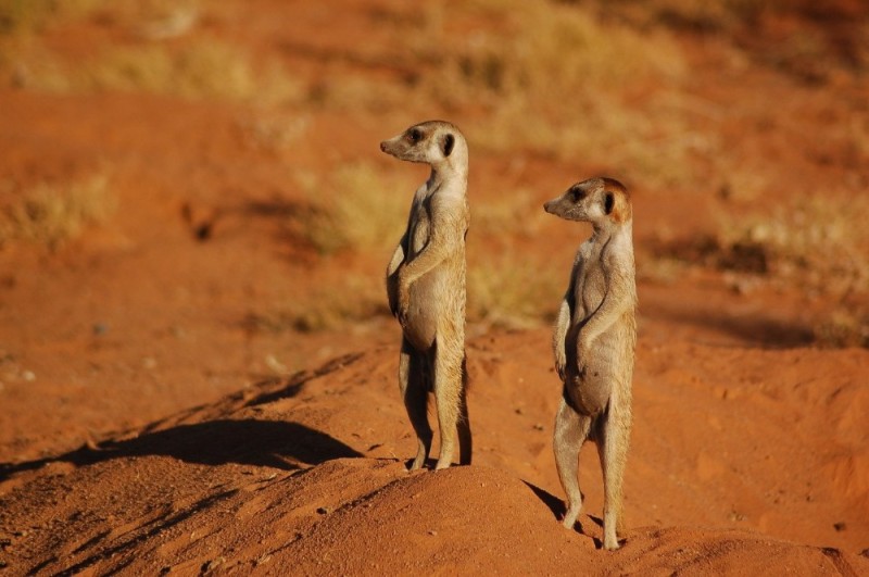 Create meme: dwarf meerkat, meerkats , meerkat 