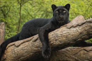 Create meme: black Jaguar, Panther