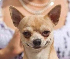Create meme: dog podozrevala, funny Chihuahua, Chihuahua