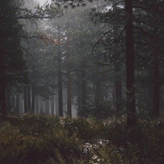 Create meme: forest forest, dense dark forest, dark forest aesthetics