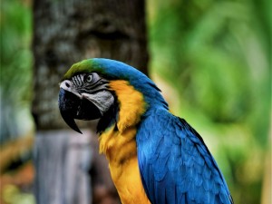 Создать мем: птица ара, птица попугай, macaw