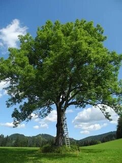 Create meme: poplar tree, beech tree, ash is an ordinary tree