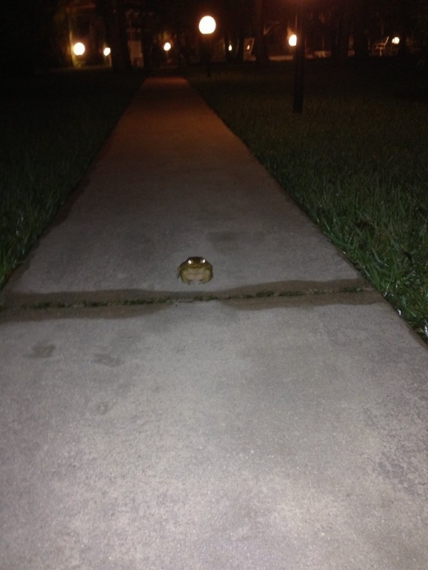 Create meme: the hemisphere is funny, toad , funny toad