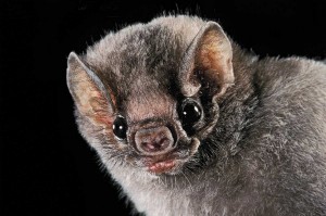 Create meme: bat pictures, a vampire bat bite a person's, bat
