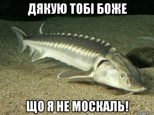 Create meme: Amur sturgeon photo, bloguser, fish sturgeon