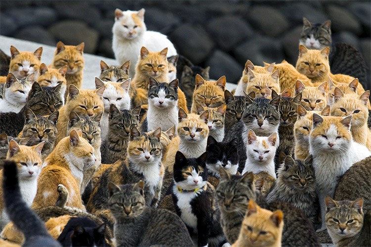 Create meme: cat , Lots of cats, cat cat