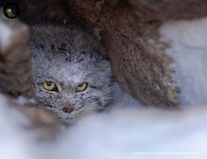 Создать мем: горный кот манул, дикий кот манул, дикая кошка манул