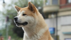 Create meme: breed Akita inu, dog breed Akita, Akita inu Hachiko