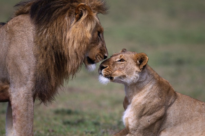 Create meme: Lions love, lioness , lion and lioness love