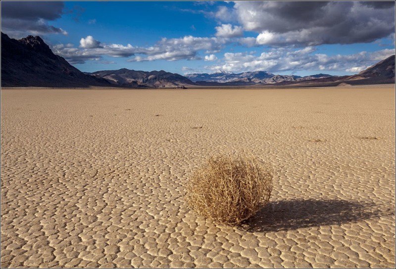 Create meme: tumbleweed desert, A plant in the desert, tumbleweed in the desert