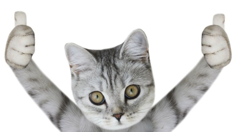 Create meme: cat , cat Peeps , a cat on a white background