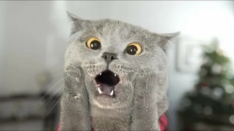 Create meme: cat , the british cat is evil, cat 