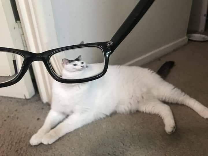 Create meme: cat , cat in glasses meme, cat with glasses