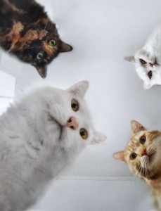 Create meme: cat, cats, cat