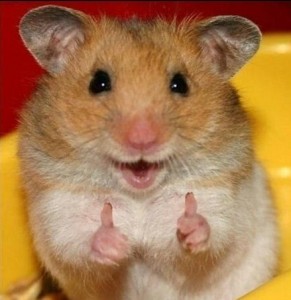 Create meme: funny hamsters, hamster funny, the Syrian hamster